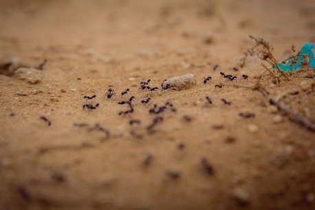 Toronto, Pest Control, Soo Pest Contronl Inc