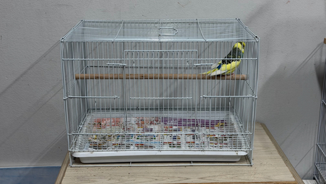 Al Jubail Al Balad, Pet Supplies, SAR 100,  Male Budgie & Cage For Sale