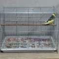 SAR 100, Male Budgie & Cage For Sale