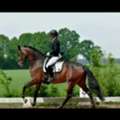 USD 25,  Best Bone Supplement For Horses: Equine Joint & Bone Guide
