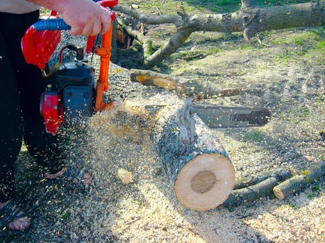 London, Farm/Garden, Tree Grinding Service Camberley | Fast & Affordable Stump Removal