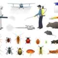 Pest Control Spray And Bed Bug's Killing Solution And Sofa Carpet Shampo Cleaning 361