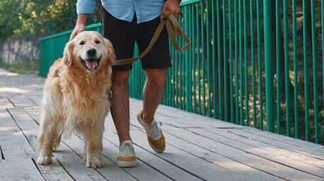 Faridabad, Pet Sitting, Dog Walkers In Faridabad