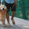 Dog Walkers In Faridabad