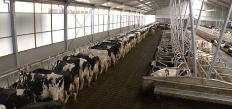 Lucknow, Business, Turnkey Dairy Farm Solution Provider Vansun Technology In India