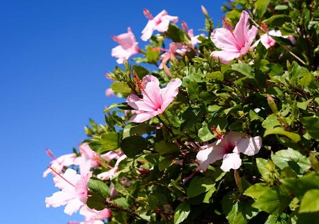 Jaipur, Farm/Garden, Flower Gardening Ideas In Jaipur For A Colorful And Beautiful Garden