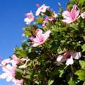 Flower Gardening Ideas In Jaipur For A Colorful And Beautiful Garden