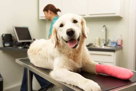 New York, Health, Comprehensive Veterinary Support Close To Home