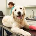 Comprehensive Veterinary Support Close To Home