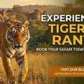 Tracking The Wild: Your Guide To A Tiger Sighting In Ranthambore