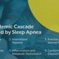 Sleep Apnea Nutrition Guide For Practitioners & Health Coaches