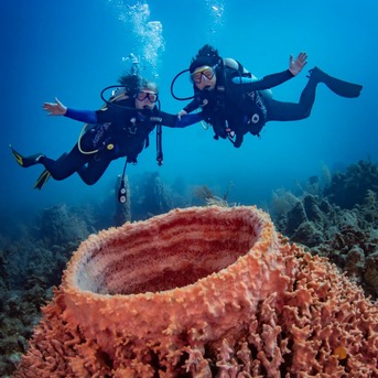 Tegucigalpa, Business, Sun Divers Roatan