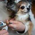Expert Dog Grooming Mississauga Services For Happy, Healthy Pets