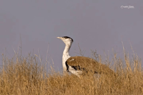 Jaipur, Travel, Birding In Rajasthan | Family Weekend Getaways From Delhi