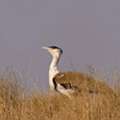 Birding In Rajasthan | Family Weekend Getaways From Delhi