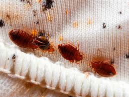 Abu Dhabi, Business, Struggling With Bed Bugs? Get Effective Pest Control In Dubai | Al Waha Hygiene