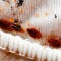 Struggling With Bed Bugs? Get Effective Pest Control In Dubai | Al Waha Hygiene