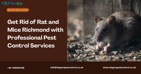 London, Pest Control, Get Rid Of Rats And Mice In Richmond &ndash; Local Experts With Guaranteed Results