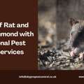 Get Rid Of Rats And Mice In Richmond – Local Experts With Guaranteed Results