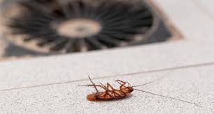 Abu Dhabi, Pest Control, Stop Cockroaches Before They Spread With Dubai Control Experts | Al Waha Hygiene