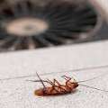 Stop Cockroaches Before They Spread With Dubai Control Experts | Al Waha Hygiene