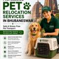 Professional Pet Relocation Services In Bhubaneswar