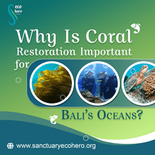 Bali, Training, Why Is Coral Restoration Important For Bali&rsquo;s Oceans?