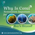 Why Is Coral Restoration Important For Bali’s Oceans?