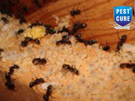 New Delhi, Pest Control, Best Pest Control Services In Delhi NCR | Pest Cure