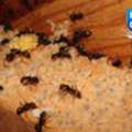 Best Pest Control Services In Delhi NCR | Pest Cure