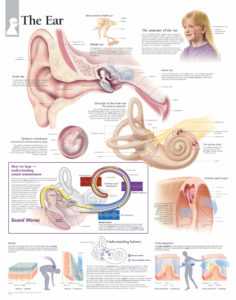 New York, Education, Study Biology With Reproduction System Chart Materials