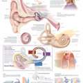 Study Biology With Reproduction System Chart Materials