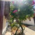 BHD 320/year,  3 BR,  Garden Villa 3 Bhk Compound Villa