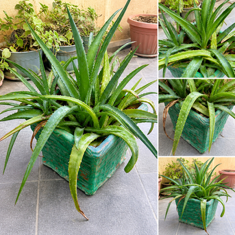 Hidd, Farm & Garden, BHD 5,  Healthy Aloe Vera Plant In Artistic Green Pot-5.99 BD