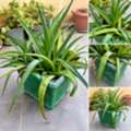 BHD 5,  Healthy Aloe Vera Plant In Artistic Green Pot-5.99 BD