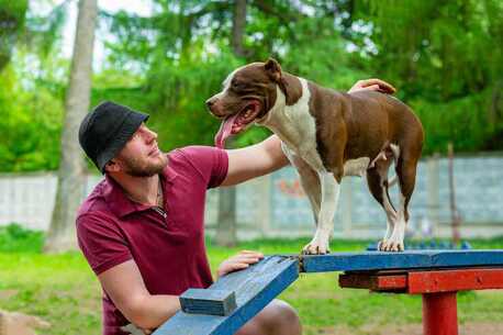 Faridabad, Pet Sitting, Dog Training Service In Faridabad