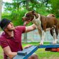 Dog Training Service In Faridabad