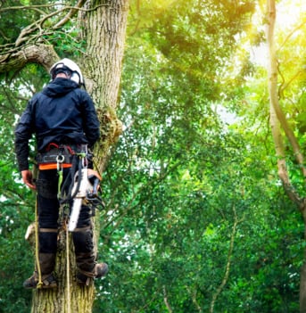 New York, Business, 24 Hour Tree Service Richmond VA Available For Emergency Situations