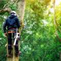 24 Hour Tree Service Richmond VA Available For Emergency Situations