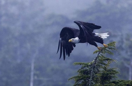 Vancouver, Travel, Tofino Bird Watching Tours With Whale Safaris Today