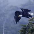 Tofino Bird Watching Tours With Whale Safaris Today
