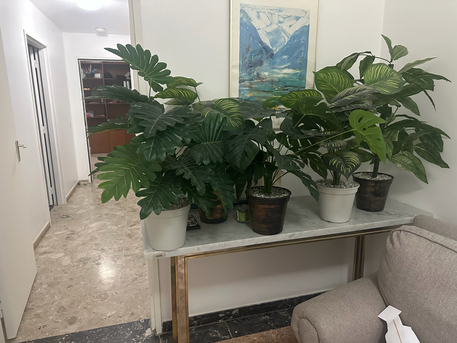 Riyadh, Furniture, SAR 100,  Plastic Plants