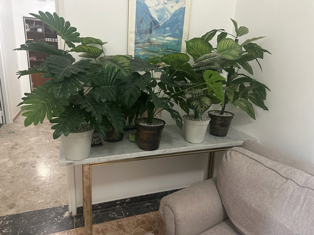 Riyadh, Furniture, SAR 100,  Plastic Plants