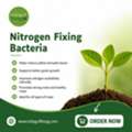 USD 45,  Poor Vegetative Growth In Crops? Try Nitrogen Fixing Bacteria &ndash; Buy Now