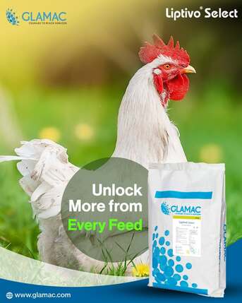 Mumbai, Business, Emulsifier In Poultry Feed: Improve Fat Digestion And Feed Efficiency Naturally