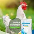Emulsifier In Poultry Feed: Improve Fat Digestion And Feed Efficiency Naturally