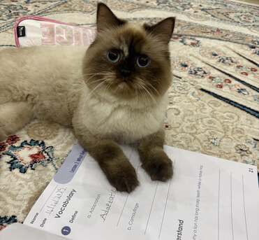 Riffa, Pet Adoption, Female Cat For Adoption