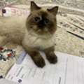 Female Cat For Adoption
