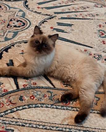 Riffa, Pet Adoption, Female Cat For Adoption