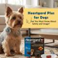 USD 36,  Heartgard Plus: Dosage, Benefits & Safety Guide For Dogs | PetCareClub